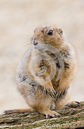 Ground hog Stock Photo