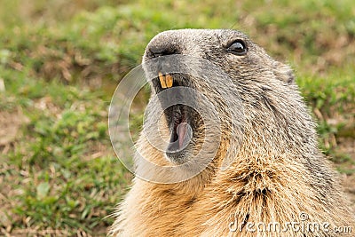 Ground hog marmot day portrait Stock Photo
