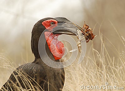 Ground Hornbill eating Stock Photo