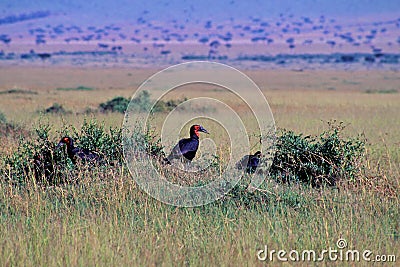 Ground Hornbills 10061 Stock Photo