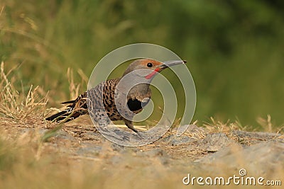 Ground level shot of a foraging male red-shafted Northern Flicker Stock Photo