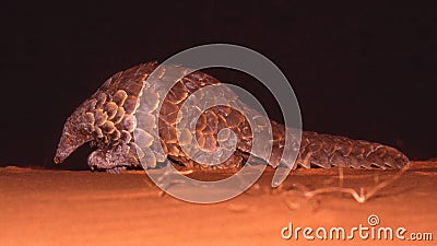 Ground Pangolin at Night Stock Photo