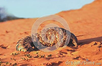 The Ground Pangolin Stock Photo