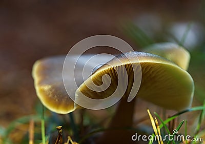 Ground perspective at a mushroom at autumn in Mecklenburg-West Pomerania germany Stock Photo