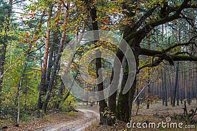 Ground road through quiet autumn forest Stock Photo