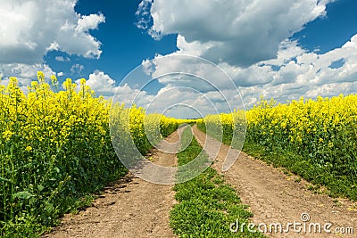 Ground road in rapeseed field Stock Photo