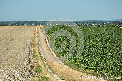 Ground road separating a plowed field and beet field, horizon and cloudless sky Stock Photo