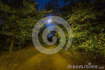 Road throgh the night forest under shining moon Stock Photo