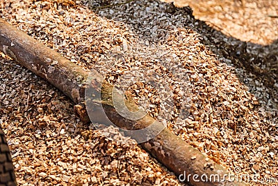 Ground Shredded Chipped Wood chips used as biomass solid fuel, raw material for producing wood pulp, organic mulch in gardening, Stock Photo