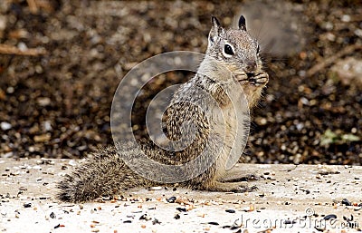 Ground Squirrel Stock Photo