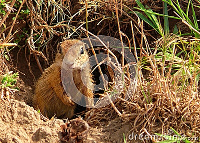 Ground squirrel Stock Photo