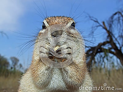 Ground squirrel Stock Photo