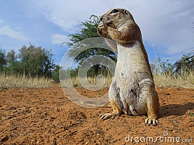 Ground squirrel Stock Photo