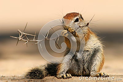 Ground squirrel Stock Photo