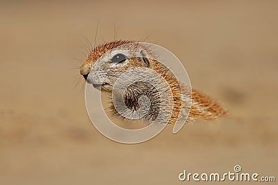 Ground squirrel Stock Photo