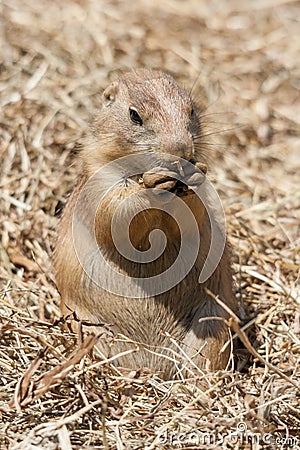 Ground squirrel also known as Spermophilus in its natural habitat Stock Photo