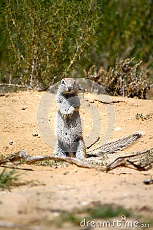 Ground Squirrel in Botswana Stock Photo