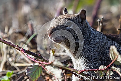 Ground squirrel close up Stock Photo