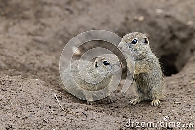 Ground squirrel colony (Syslovisko Biele vody), National park Muranska Planina, Slovakia Stock Photo