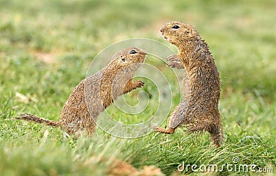 Ground squirrel fight Stock Photo