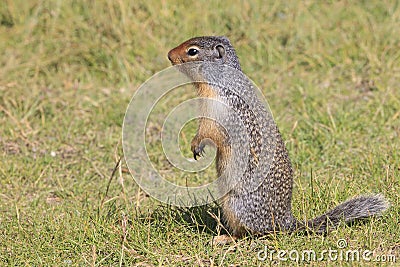 Ground Squirrel Stock Photo