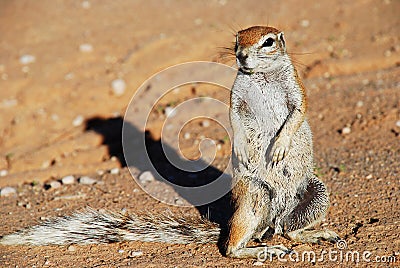 Ground squirrel. Kgalagadi Transfrontier Park. Northern Cape, South Africa Stock Photo