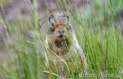 A ground squirrel looking though tall grass. Stock Photo