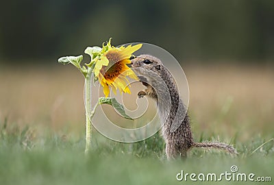 Ground squirrel and sunflower Stock Photo