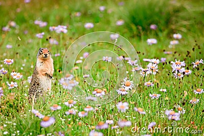 Ground Squirrel in Wildflowers Stock Photo