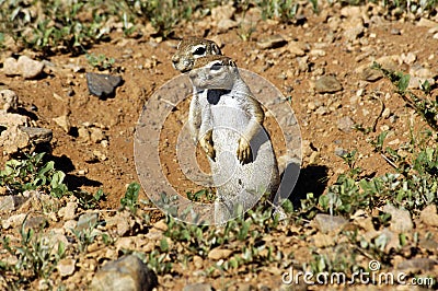 Ground squirrels Stock Photo