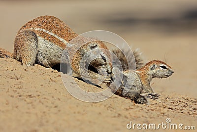 Ground squirrels Stock Photo