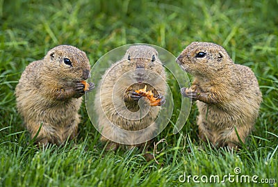 Ground squirrels Spermophilus citellus Stock Photo