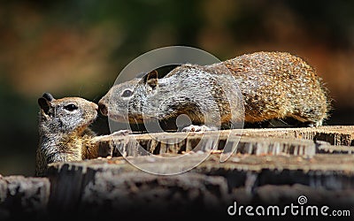 Ground Squirrels on a Stump Nose to Nose Stock Photo