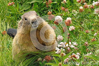 Groundhog in his natural habitat Stock Photo