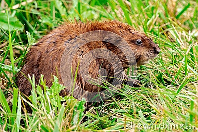 Groundhog or Marmot, Large North American Rodent Stock Photo