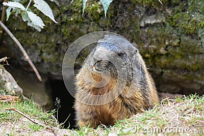Groundhog sitting at the entrance to the burrow Stock Photo