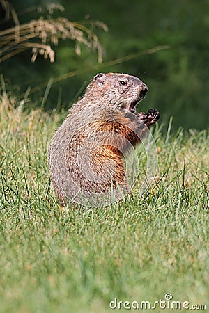 Groundhog (Marmota monax) Stock Photo