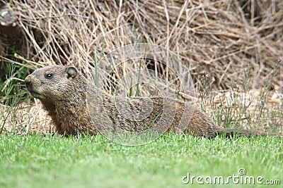 Groundhog (Marmota monax) Stock Photo