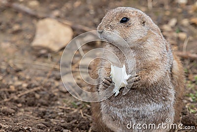 Groundhog (marmota monax Stock Photo