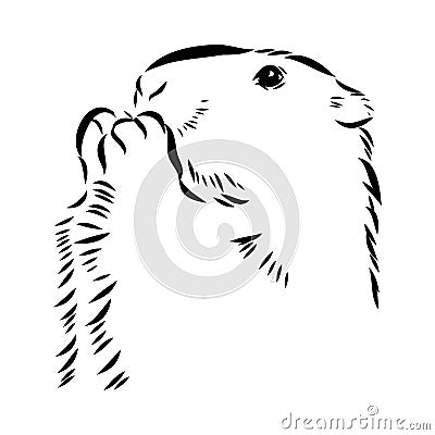 Groundhog sketch vector graphics black and white monochrome figure head Vector Illustration