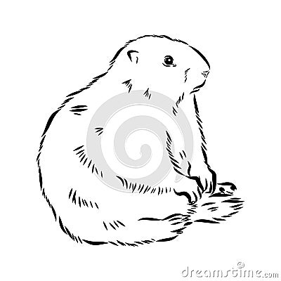 Groundhog sketch vector graphics black and white monochrome figure head Vector Illustration