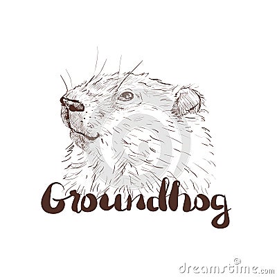 Groundhog sketch vector graphics figure head Vector Illustration