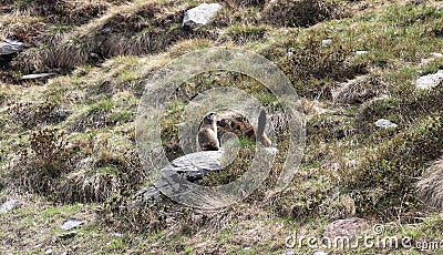 Groundhogs are playing in the wild Stock Photo