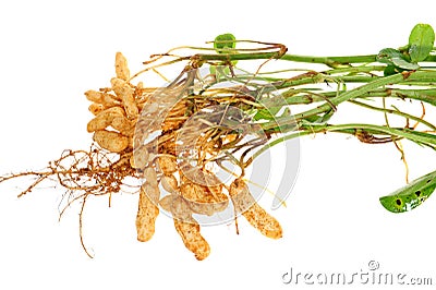 Groundnut Plant Stock Photo