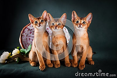 Group of abyssinian cats on dark green background Stock Photo