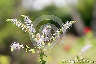 Group of Actaea racemosa Flowers: White Efflorescence Stock Photo