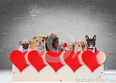 Group of adorable dogs celebrating valentine`s day Stock Photo
