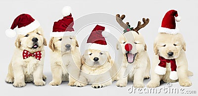 Group of adorable Golden Retriever puppies wearing Christmas costumes Stock Photo