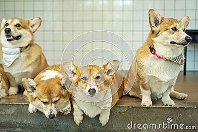 Group adorable pembroke welsh corgi puppy looking at owner while sitting together at home. Friendly fluffy active brown corgi dog Stock Photo