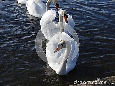 Group of adult mute swans with outstretched wings are swimming in water. Stock Photo